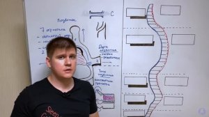 Анатомия позвоночного столба / Остеология