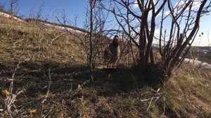 Охота на кеклик.  шикори кабк. Садои наркабк