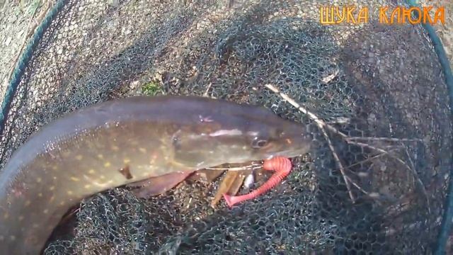 ЩУКА ВЕСНОЙ на ВОБЛЕРЫ и ДЖИГ. Успешная ловля пассивной щуки по холодной воде на разные приманки.