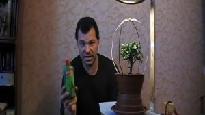 Бонсай-микс 4