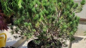 пересаживаем сосну горную :)