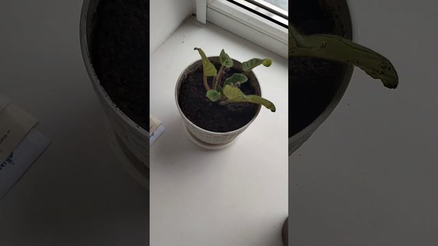 Фиалки смотреть онлайн