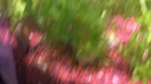 Аквариумная креветка Желтый неон или тигр с пятнами! Обзор.mp4