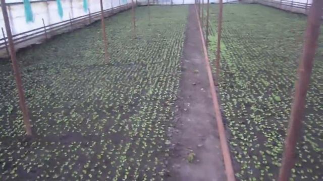 отопление теплици 500 м2 на отработке. смотреть онлайн