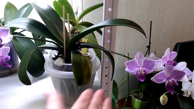 ОРХИДЕИ: Цветущие Фаленопсисы в конце января (31.01.19). смотреть онлайн