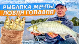 ЛОВЛЯ ГОЛАВЛЯ НА ОКЕ! РЫБАЛКА МЕЧТЫ!