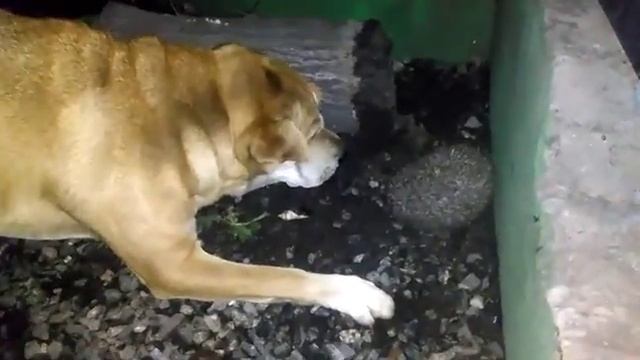 Собака лает смотреть онлайн