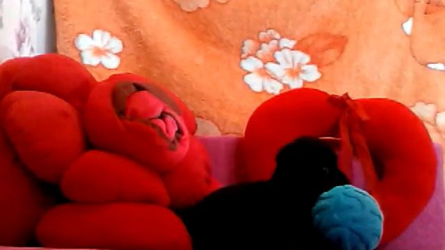 Уроки от карликового пинчера смотреть онлайн