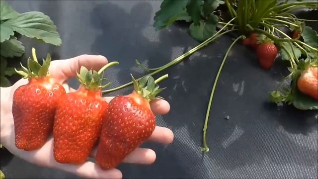 БРИЛА . Итальянский сорт клубники с красивой, удлиненной ягодой. / 08.06.19. смотреть онлайн