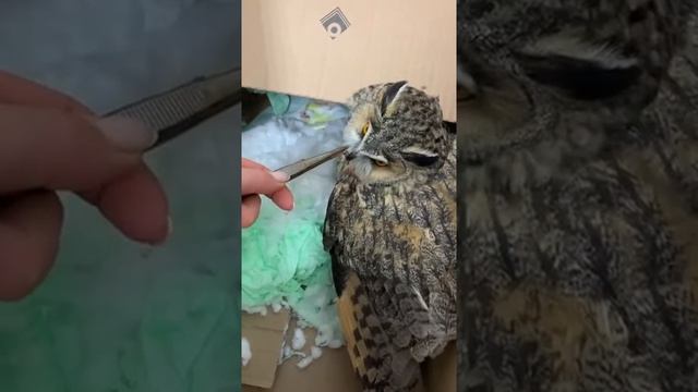 Кормление Ушастой совы в стационаре смотреть онлайн