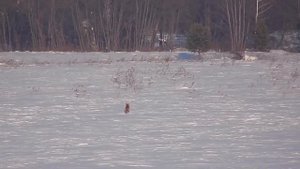 Общедоступные и другие охотугодья