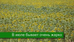 Презентация для детей Лето