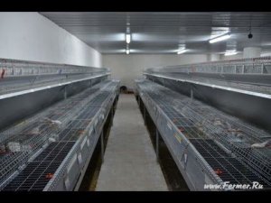 Промышленное кролиководство. Содержание и разведение