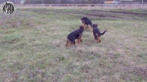 Один день питомника Баларис