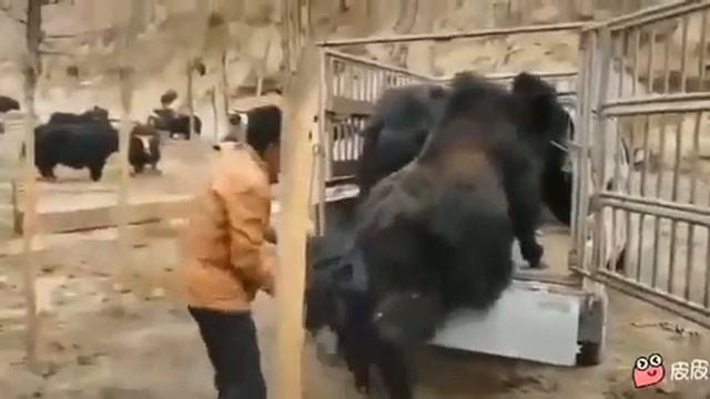 Погрузка быка смотреть онлайн