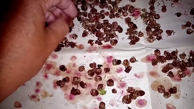 Земляника СУШЕНАЯ смотреть онлайн