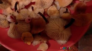 Супер грибы Дрожалки и Фламмулины.  Как приготовить.