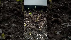 Как вырастить Акацию белую из семян часть_1