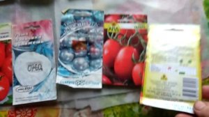 Посадка Семян томатов зимой в грядку на рассаду