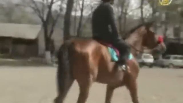 Карачаевская порода лошадей смотреть онлайн