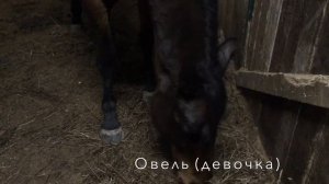 VLOG✨ВСЕ ЛОШАДИ КСК МАНТАУ.❤️❤️🐎🐴🦄