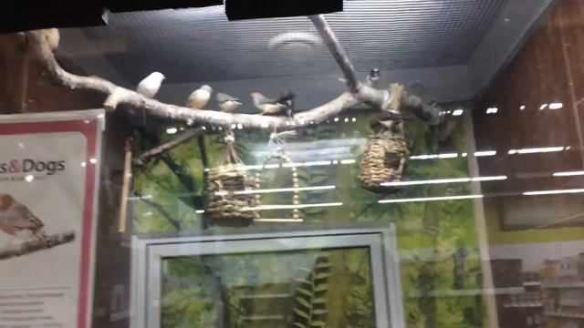 Сходили в кино. Зоомагазин. Дом деда мороза смотреть онлайн