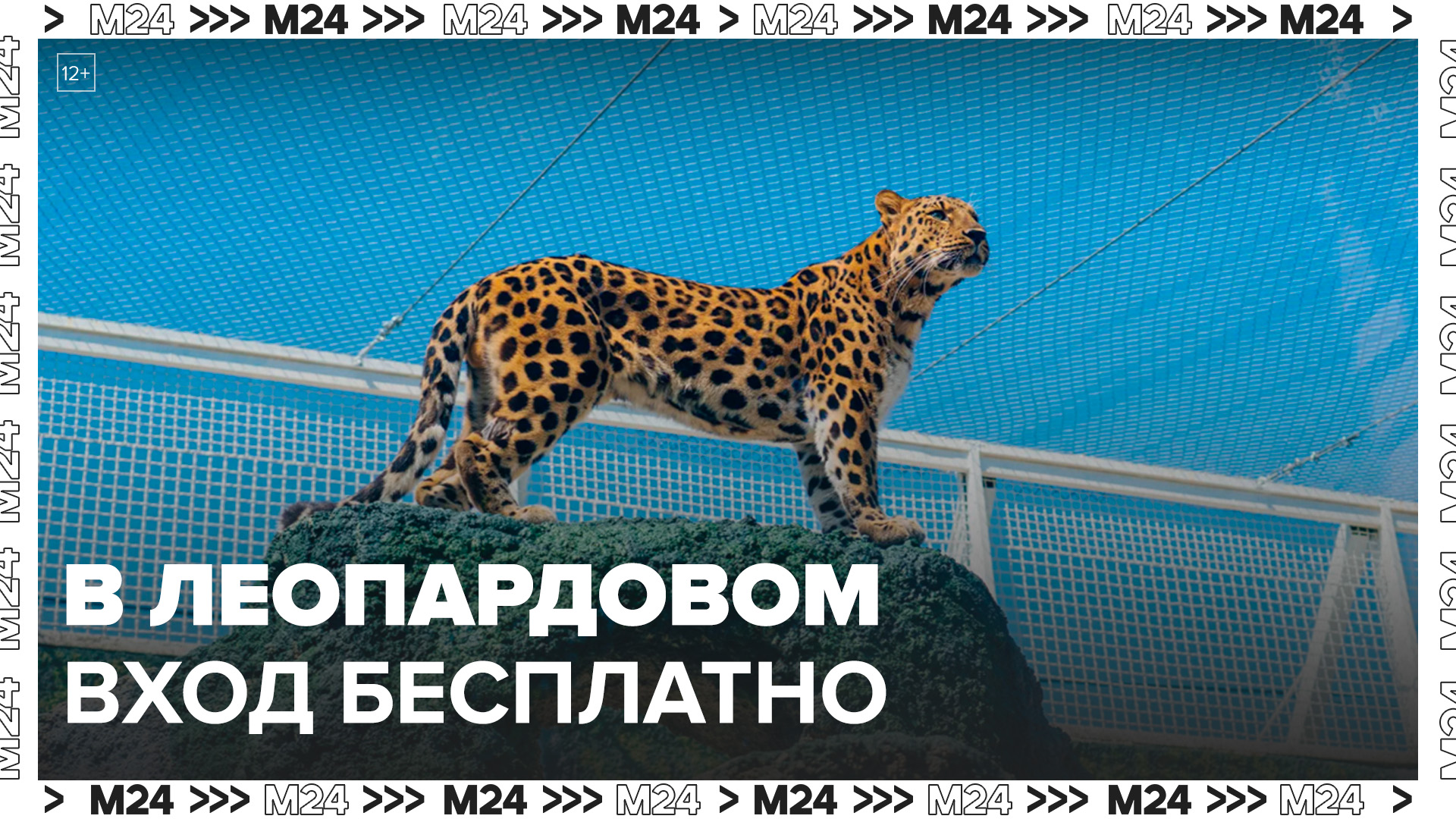 Женщины в "леопардовой" одежде смогут посетить Московский зоопарк бесплатно 8–10 марта - Москва 24