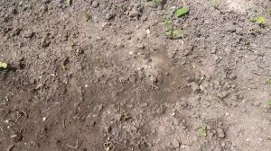 Переезд на юг. Пробую деликатес. Первые всходы. Барханы и снова море. Бьюти-покупка.