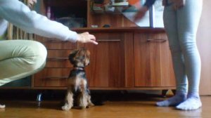 Как научить собаку садится и на задние лапы