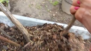 В какое время можно сажать голубику?
