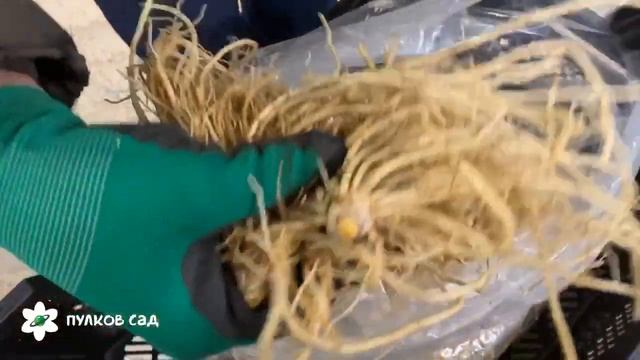 Хоста Lakeside Dragonfly. Распаковка смотреть онлайн