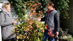 Новинка сезона - Сорбарония - лучше рябины и лучше аронии