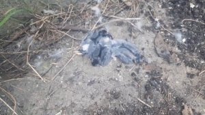 Птенцы выпавшие из гнезда!