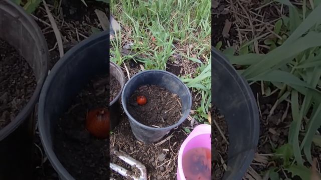 Ацидантера. Новый для меня цветок. Что же вырастет???? смотреть онлайн