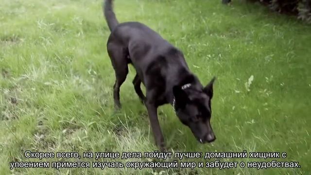 Как правильно гулять с хорьком? смотреть онлайн