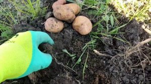 Сентябрь 2023. Сбор урожая картофеля. Здоровья погибшим!