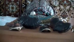 Ганодерма. Гриб рейши. Засушенные