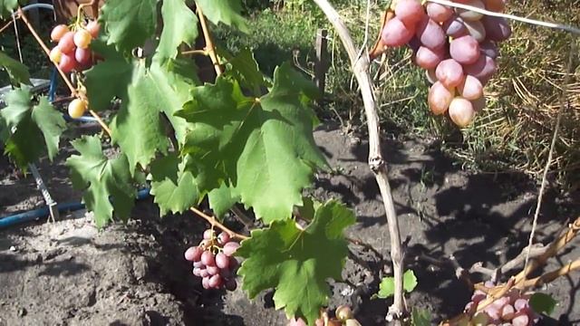 Виноград Анюта смотреть онлайн