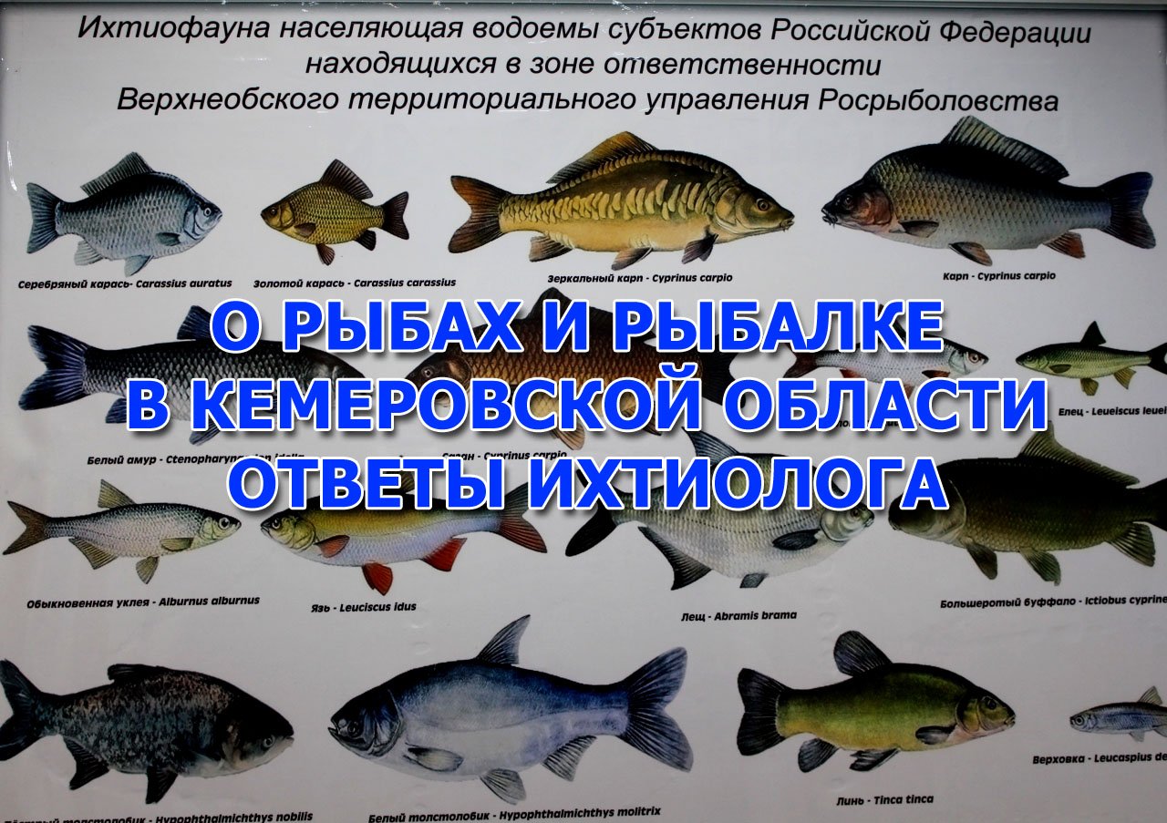 Рыбы Кемеровской области