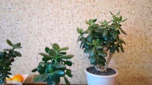 Крассула Толстянка Денежное дерево У меня их 4 экземпляра/Crassula.Money Tree