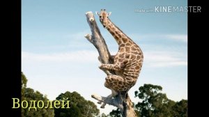 Какое ты животное по знаку зодиака