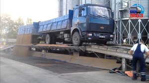 Зерновоз МАЗ 53366 - выгрузка на рампе (MAZ truck unloads grains on the ramp)