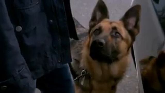 Дин Винчестер понимает язык животных смотреть онлайн