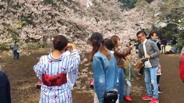 Любование сакурой. Ханами по-японски. Самый живописный парк в Токио смотреть онлайн