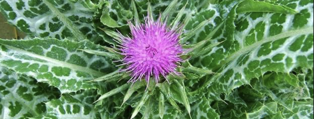 ТРАВА РАСТОРОПША | ЛЕКАРСТВЕНЫЕ ТРАВЫ | ПОЛЕЗНЫЕ СВОЙСТВА смотреть онлайн