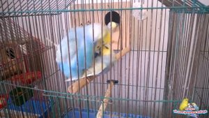 Спаривание радужных волнистых попугаев