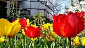 ТЮЛЬПАНЫ ПИОНОВИДНЫЕ И МАХРОВЫЕ