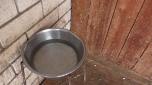 Нужна ли ВОДА собакам зимой.