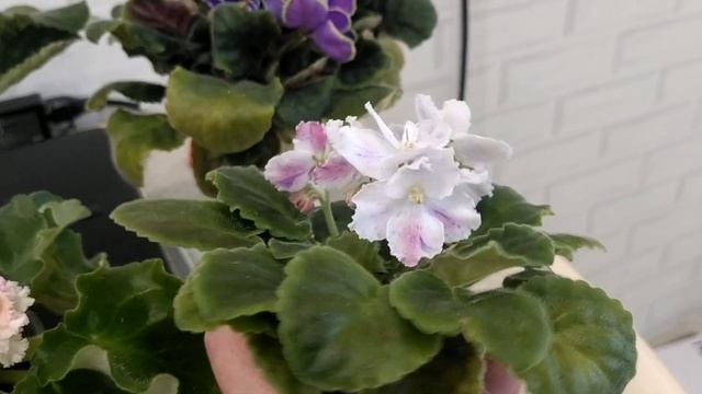 фиалка Зорянка, Злато Скифов, Ле Фламенко и другие смотреть онлайн