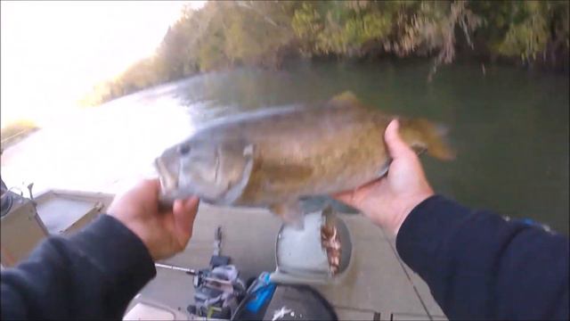 5 MUST HAVE LURES FOR RIVER SMALL MOUTH FISHING смотреть онлайн